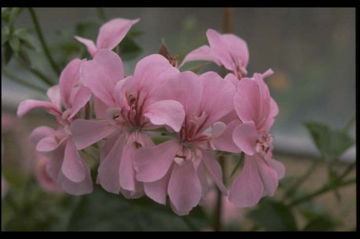 pelargonium 'Madame Crousse'