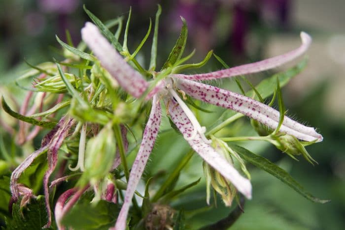 bellflower 'Pink Octopus'