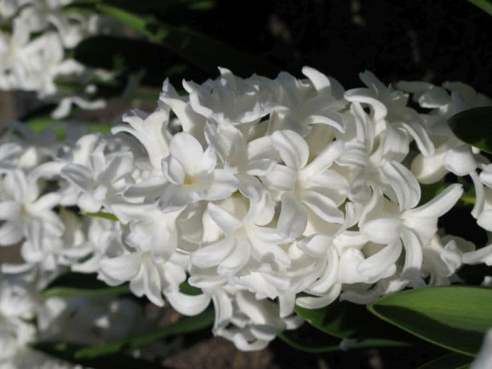 hyacinth 'Fairly'