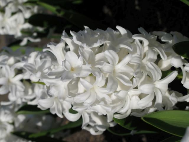 Hyacinth 'Fairly'
