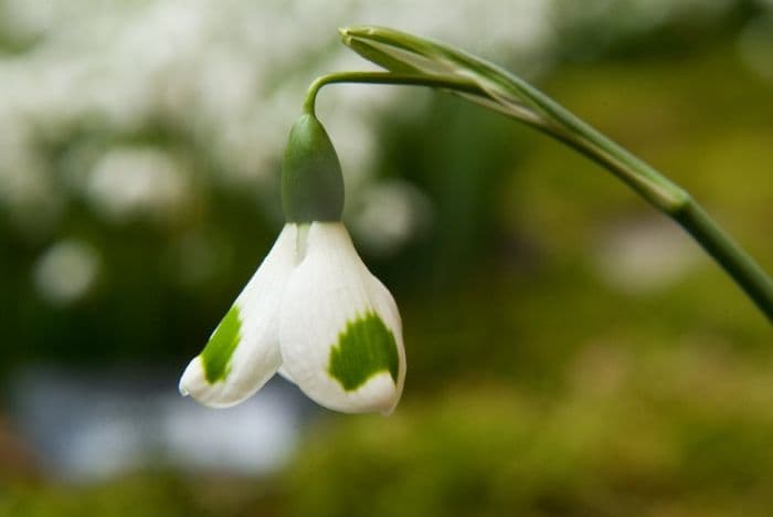 snowdrop 'Trymming'