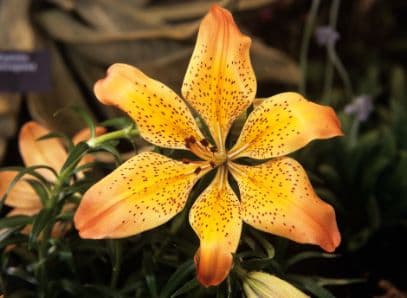 Siberian orange lily