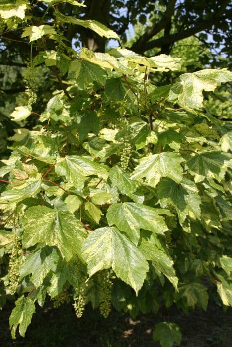 Variegated sycamore 'Simon-Louis Frères'