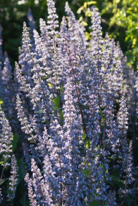 naked catmint