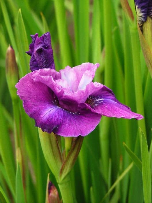 Siberian iris 'Siobhan'