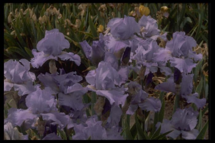 iris 'Impetuous'