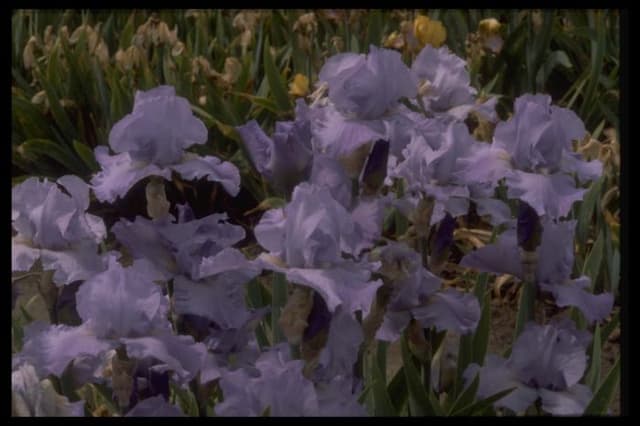 Iris 'Impetuous'