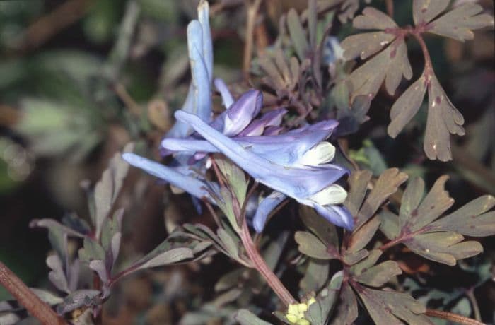 corydalis 'Purple Leaf'