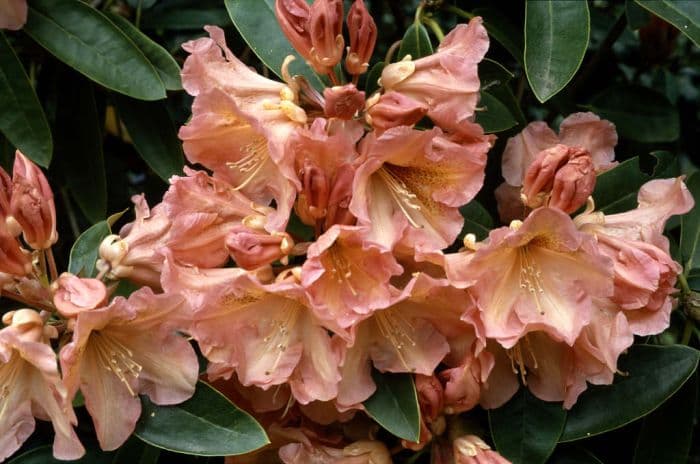 rhododendron 'Olga'