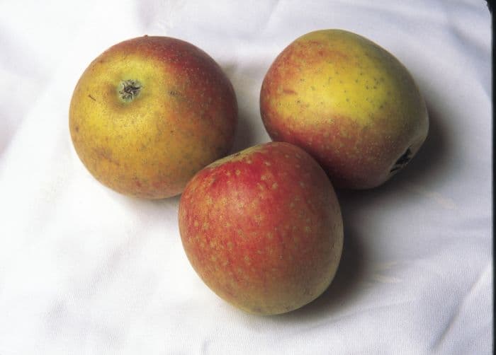 apple 'Cox's Orange Pippin'