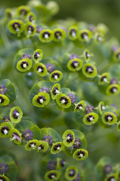 spurge 'Black Pearl'