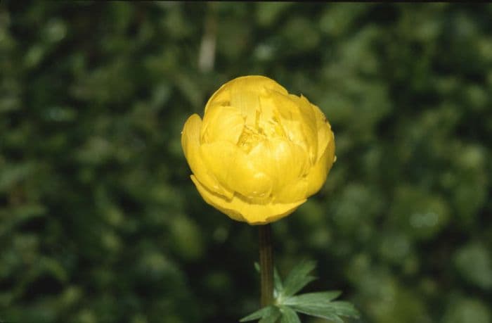 globeflower 'Superbus'