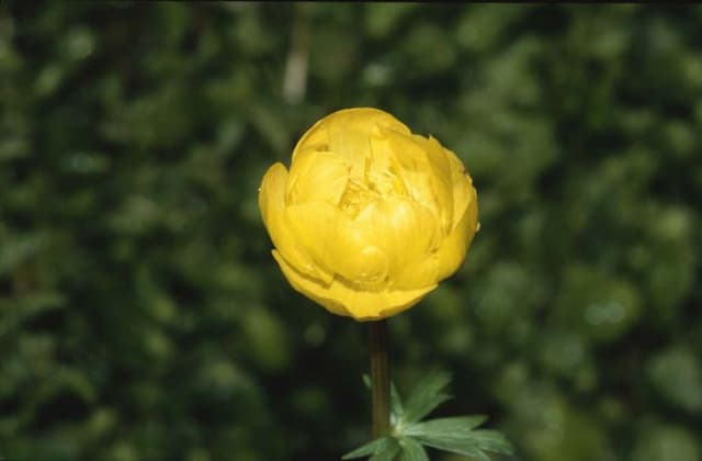 Globeflower 'Superbus'