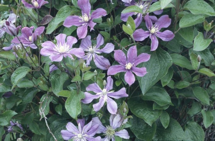 clematis 'Arabella'