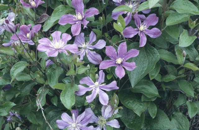 Clematis 'Arabella'