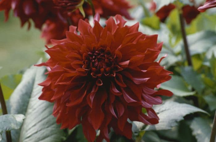 dahlia 'Zorro'