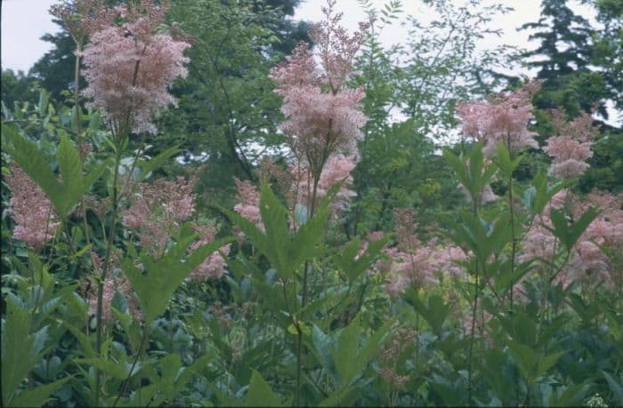 meadowsweet 'Venusta'