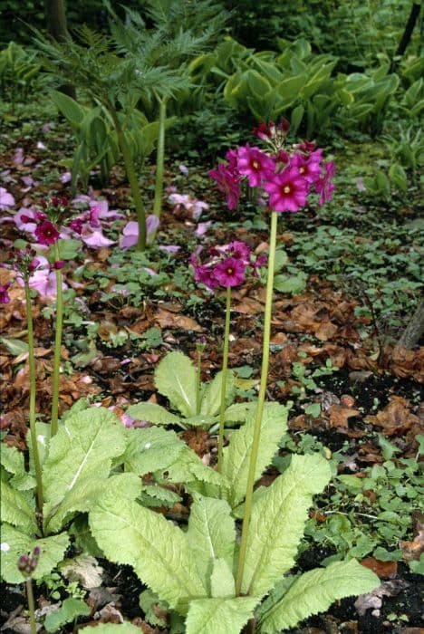 Japanese primrose