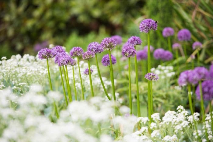 allium 'Globemaster'