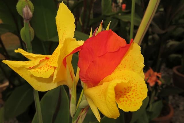 Canna 'Cleopatra'