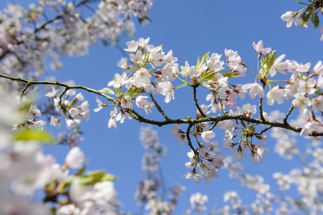 Cherry 'Pink Shell'