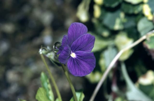 Viola 'Huntercombe Purple'