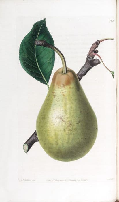 Pear 'Jargonelle'