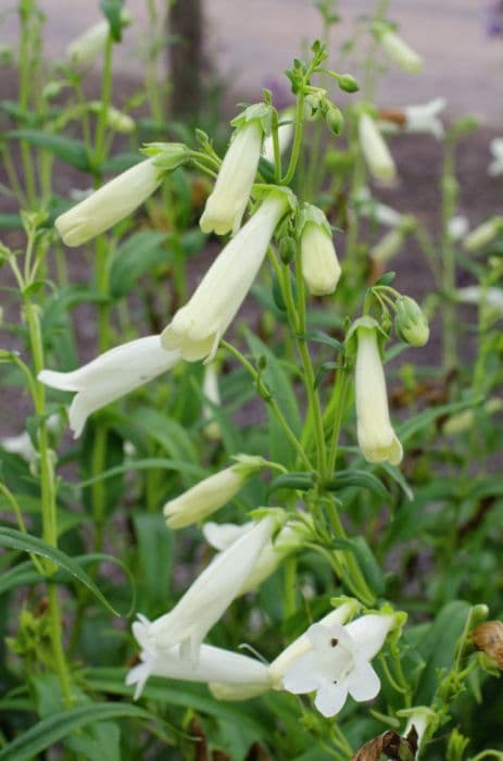penstemon 'Albus'