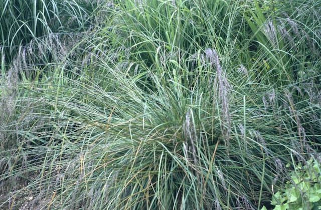 Purple moor-grass 'Karl Foerster'