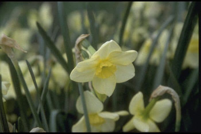 jonquil 'Oryx'