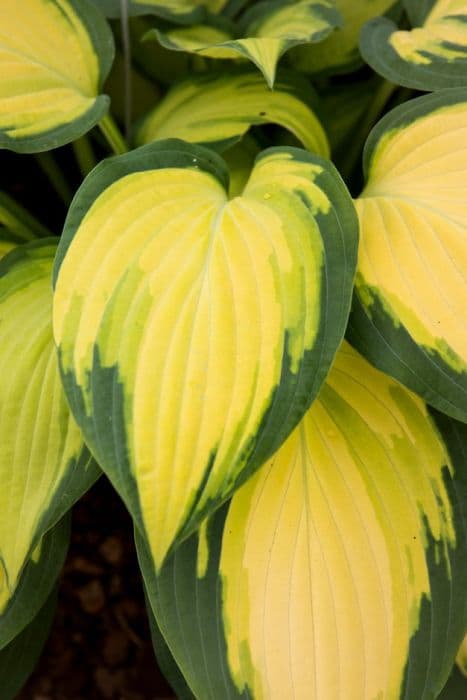 plantain lily 'Orange Marmalade'