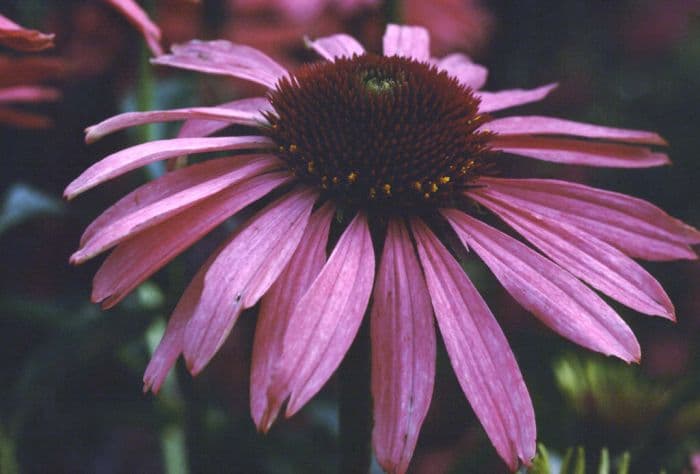 purple coneflower