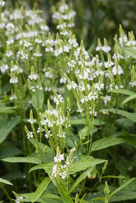 vervain 'White Spires'