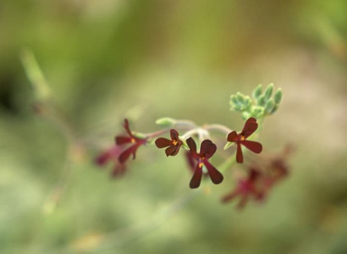 African geranium