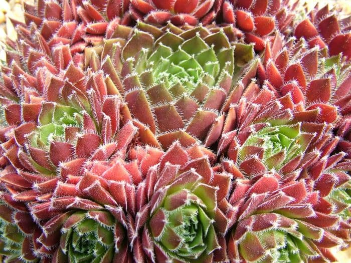 houseleek 'Corsair'