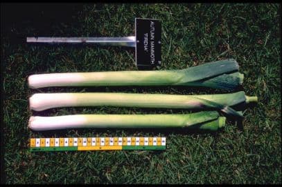 leek 'Firena' (Autumn Mammoth group)