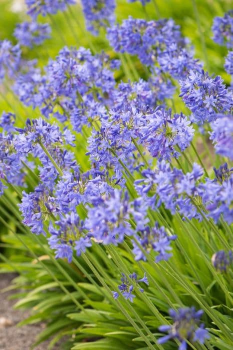 African lily 'Ben Hope'