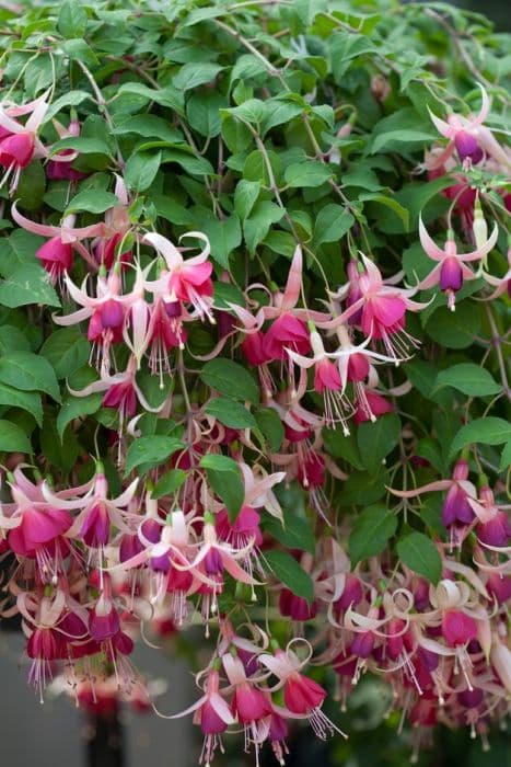 Fuchsia 'Cascade'