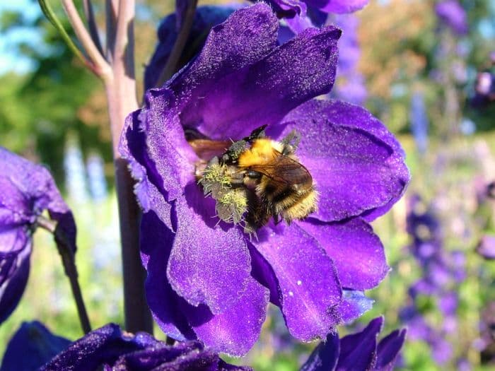 delphinium Black Knight Group