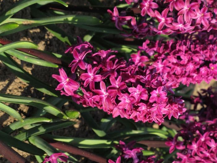 hyacinth 'Woodstock'