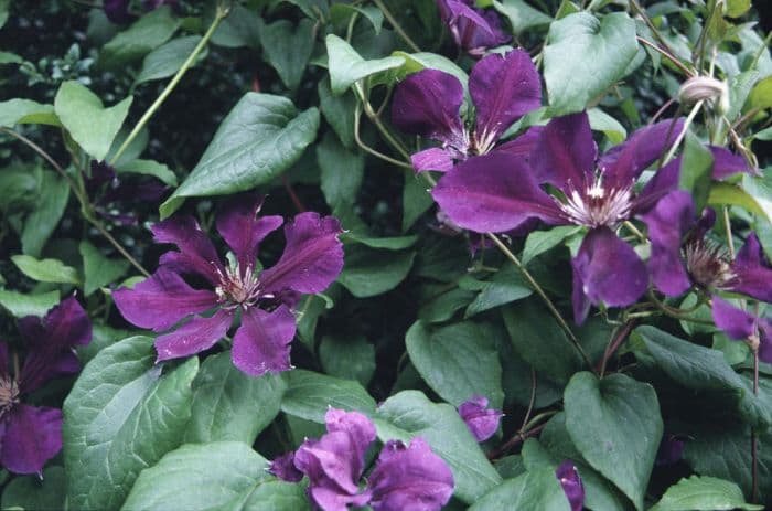 Jackman's clematis