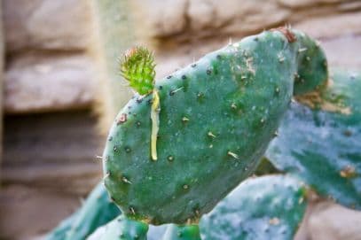 edible prickly pear