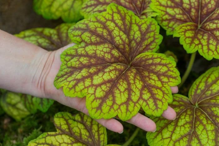 alum root 'Red Lightning'