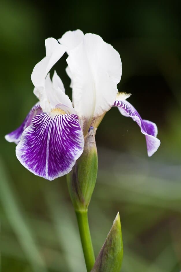 Iris 'Blueyed Brunette'