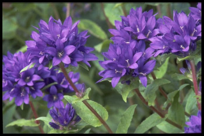 clustered bellflower