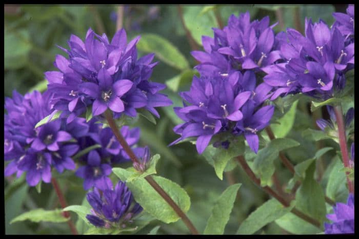 clustered bellflower