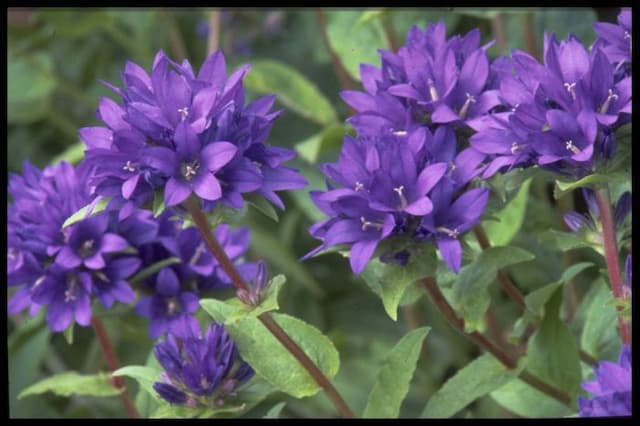 Clustered bellflower