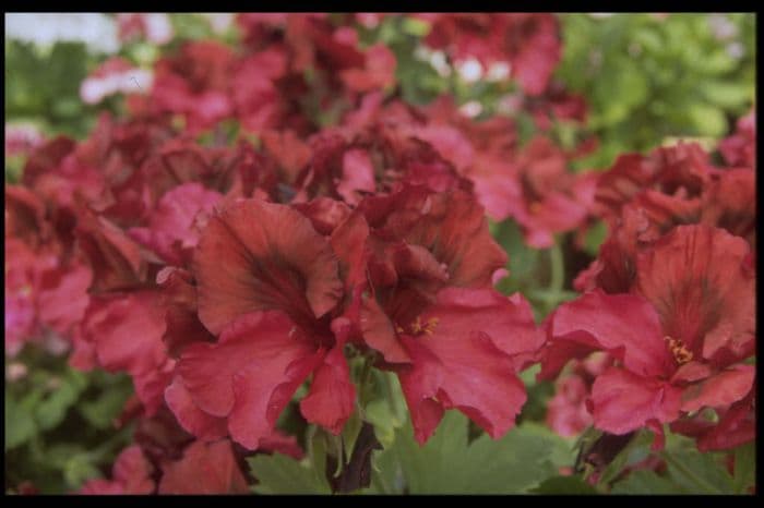 pelargonium 'Ann Hoystead'