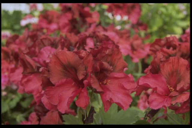 Pelargonium 'Ann Hoystead'