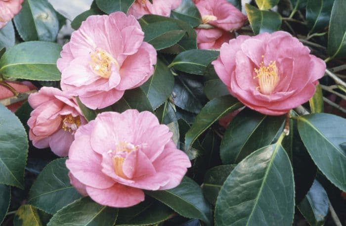 camellia 'Akashigata'